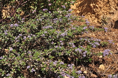 Ceanothus divergens