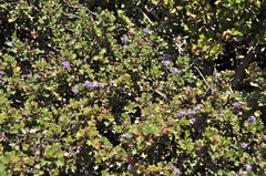 Ceanothus divergens