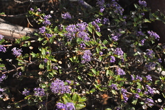 Ceanothus divergens