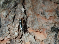 Hensaussurea halmaturina