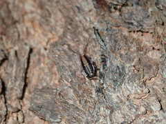 Hensaussurea halmaturina