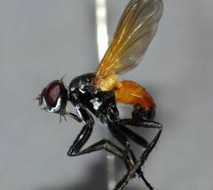 Huttonobesseria verecunda