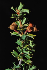 Ceanothus divergens