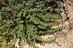 Ceanothus divergens