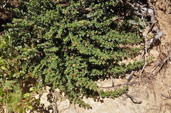 Ceanothus divergens