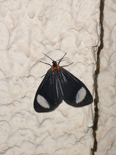 Hyalurga syma