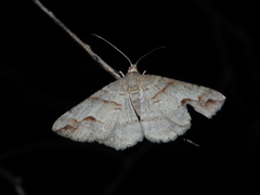 Syneora emmelodes