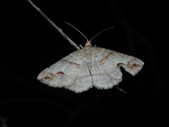 Syneora emmelodes