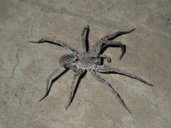 Portacosa cinerea