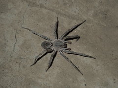 Portacosa cinerea