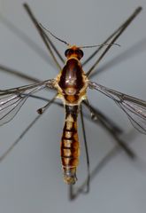 Leptotarsus subtener