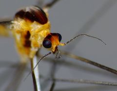 Leptotarsus subtener