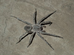 Portacosa cinerea
