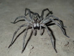 Portacosa cinerea