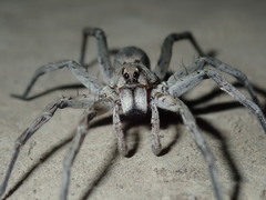 Portacosa cinerea