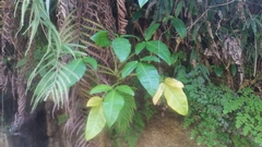 Syngonium auritum