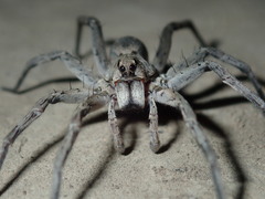 Portacosa cinerea