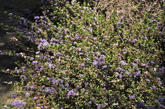 Ceanothus divergens