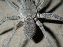 Portacosa cinerea