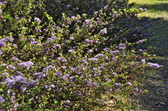 Ceanothus divergens