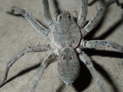 Portacosa cinerea