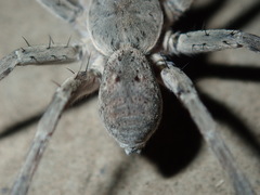 Portacosa cinerea