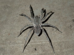 Portacosa cinerea
