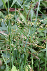 Cyperus dentatus