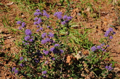 Ceanothus divergens
