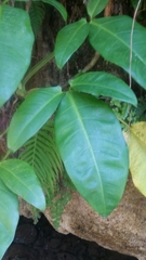 Syngonium auritum