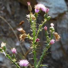 Cirsium creticum