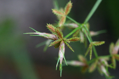 Cyperus dentatus