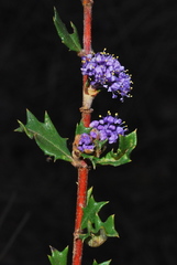 Ceanothus divergens