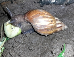 Lissachatina fulica