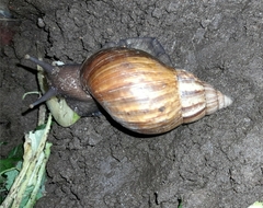 Lissachatina fulica