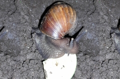 Lissachatina fulica