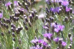 Vernonanthura nudiflora