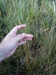 Rytidosperma buchananii