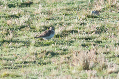 Calidris bairdii