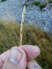 Rytidosperma buchananii