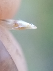 Rytidosperma buchananii