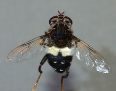 Helophilus cingulatus