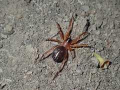 Leichhardteus