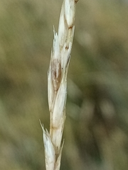 Rytidosperma buchananii