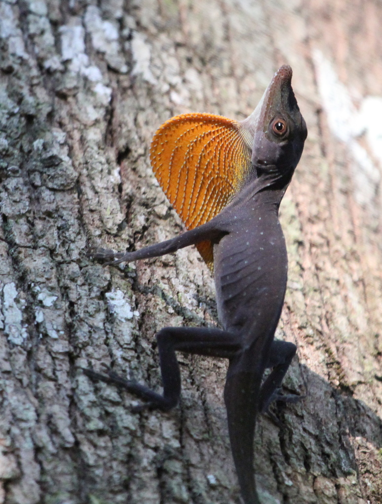 Amazon Green Anole