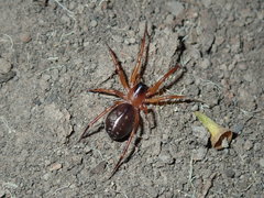 Leichhardteus