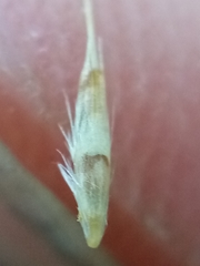 Rytidosperma buchananii