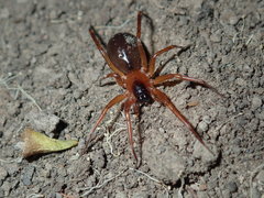 Leichhardteus