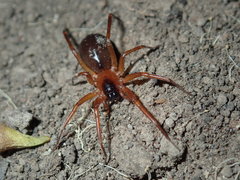 Leichhardteus