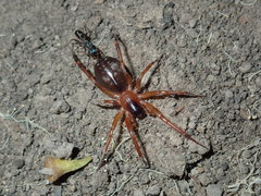 Leichhardteus